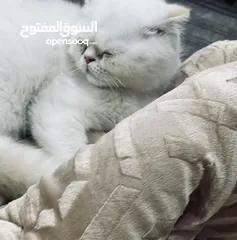  3 قط ذكر سكوتش