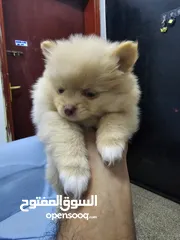  3 purebreed pomeranian female puppy  جرو بوميرانيان أصيل أنثى