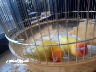  3 فيشر أخوة جاهزين التزاوج واحد ذكر و واحد انث بس ب 300 شيكل أليفين بس صاروا يعضو عشانهم مع بعض افصلهم