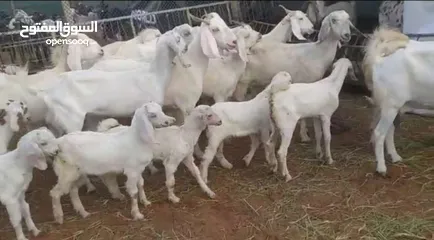  1 goat's & sheeps for sale