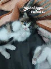  15 قطط كاليكو مكس شيرازي عمر شهرين