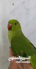  2 Green Parrot friendly