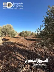  10 نمر_أراضي_زيتون  مثمرة ومعمّرة في أرقى مواقع دير غزالة  جنين