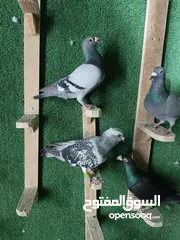  9 حمام مشكل بسعر حرق