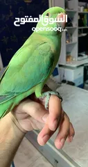  4 Green Parrot friendly