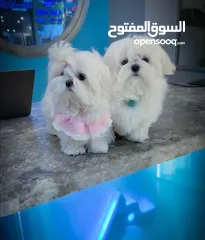 7 مني بيكنواه Xs الحجم القصير بيور