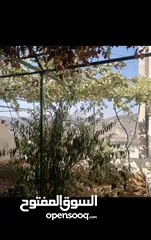  12 بيت مستقل طابقين / أجمل اطلالة على جبال عجلون في لواء كفرنجه ( اقرأ الوصف بالإعلان)...