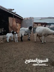  3 نعجه دمان اصليه