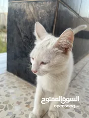 2 قطط للبيع جميله