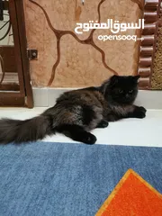  5 قط شيرازي باللون الأسود الملكي