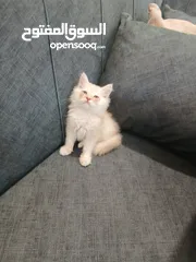  1 قطط متاحة:
