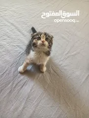  2 Scottish Fold Kitten