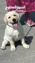  1 Labrador 3 months puppy