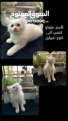  4 قطط مكس هملايا مع شيرازي انغورا عمر شهرين للبيع
