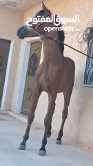  3 مهر عربي اصيل
