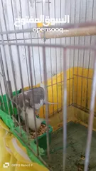  4 كوكتيل كروان وي فيس