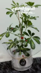  5 نباتات داخلية طبيعية