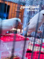  9 جوز روز البينو بيور ابيض صافي حاليا تحتو فرخ 3 بيضات