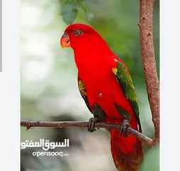  4 فروخ ببغاء لوري الليفه