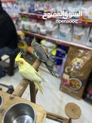  7 كوكتيل طفرة بريل أليف مع حبة سكني