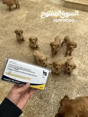  3 Golden retriever puppies جولدن ريتريفر مستوى عالي جدا اهالي مستوردة عمر 60 يوم