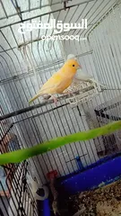  1 طور كنار بصلا على النبي