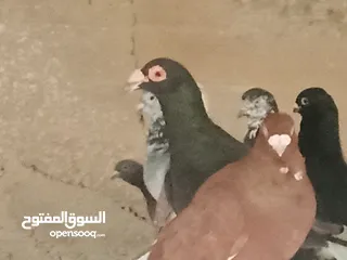  13 انواع حمام مشكلة للبيع