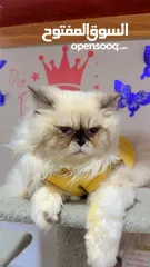  8 Himalayan cats male high quality bread