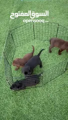  4 labrador puppy