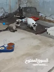  7 قطط هملايا ذكر وانثى وصغيرهن