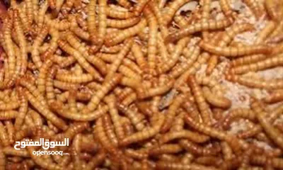  1 دود قبابي حي / ومجفف ( Live mealworms )
