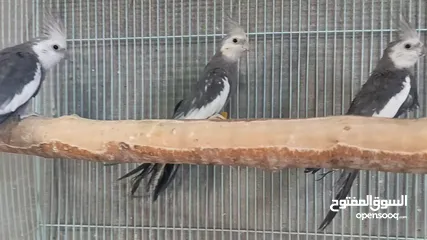  3 طيور كوكتيل كريمي فيس