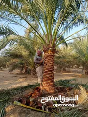  25 Date Palm Trees