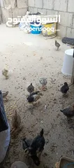  7 صوص جاج بلدي