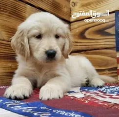  12 جولدن ريتريفر بريطاني آصلي  Golden retriever pure