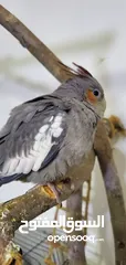  6 فراخ طيور الكروان (الكوكتيل)