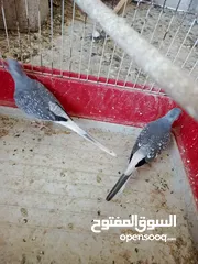  2 جوز حمام ماسي شغال موجودات في اربد