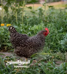  3 بيض مخصب وصيصان دجاج سلالات