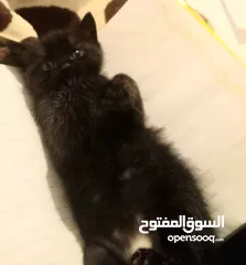  4 قطط ام واب شيرازي