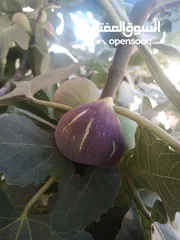  8 عنب للورق و الثمر تقليم
