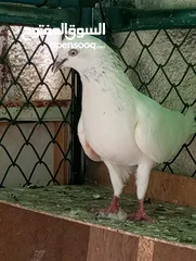  1 Pakistani pigeons highflyers