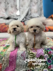  4 Maltipoo FeMale Puppies Available