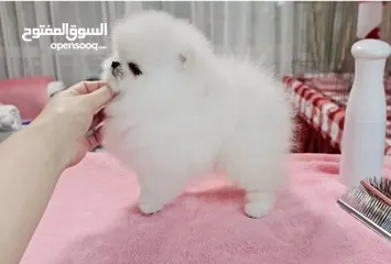  2 جراء بوميرانيان صحية
