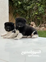  3 Akita American puppy