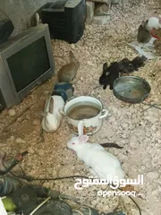  1 ارانب للبيع زغار وكبار كل ارنب الو سعرو