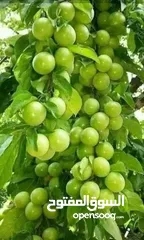  4 مشاتل السهل الاخضر الزراعيه تنسيق حدائق ومزارع