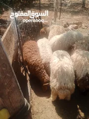  6 موجود خواريف اعمار 7.5 شهور ونص وزن قائم تقريبا 45 كيلو قطعه بصلاة على النبي