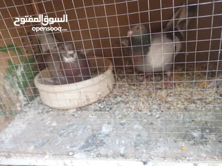  9 حمام كش وزق حمام حلوه للبيع سعر مغري سبب  محتاج مصاري عشان اعيد من الاخر يعني