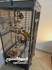  13 Hand tamed Sun Conure. His name is Cookie.