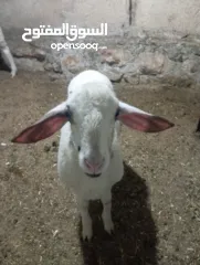  1 حملة عمر شهرين ونصف عساف